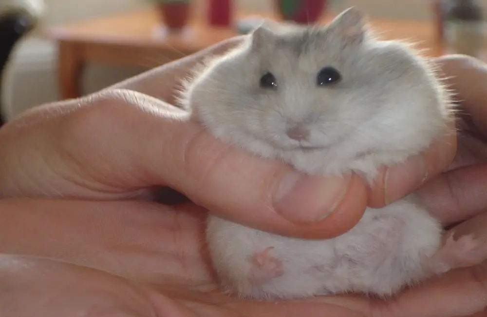Why Does My Hamster Stare At Me