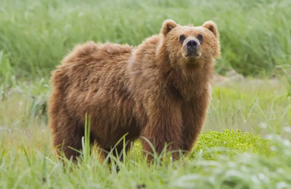 Does Playing Dead Work On Bears
