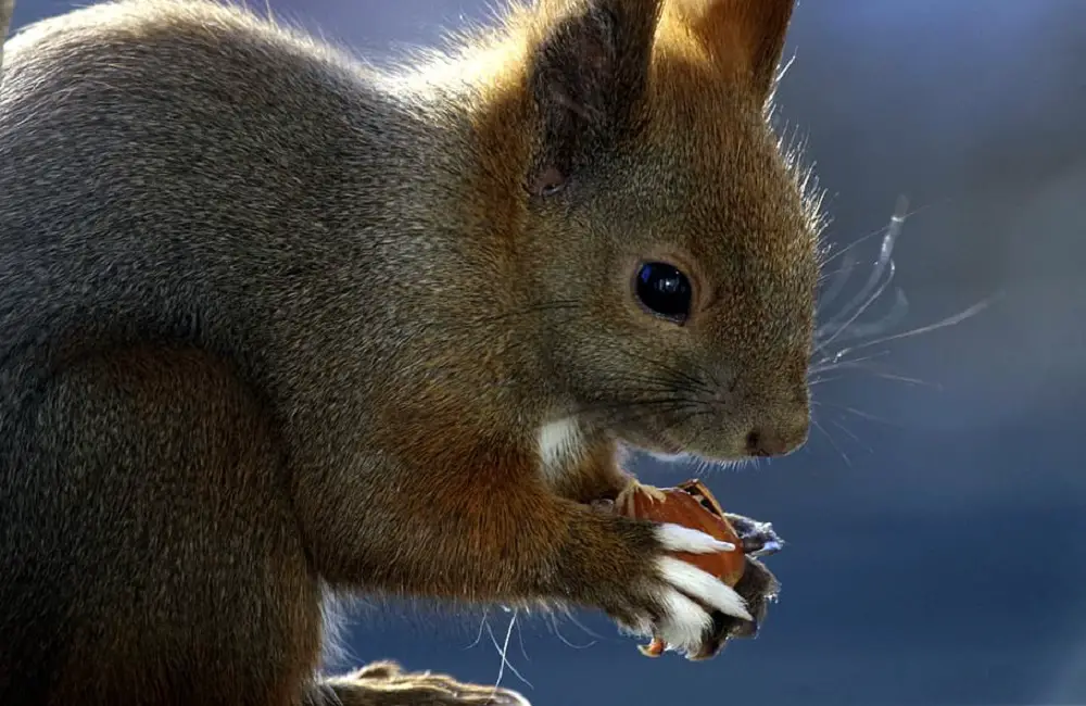 How Do Squirrels Drink Water