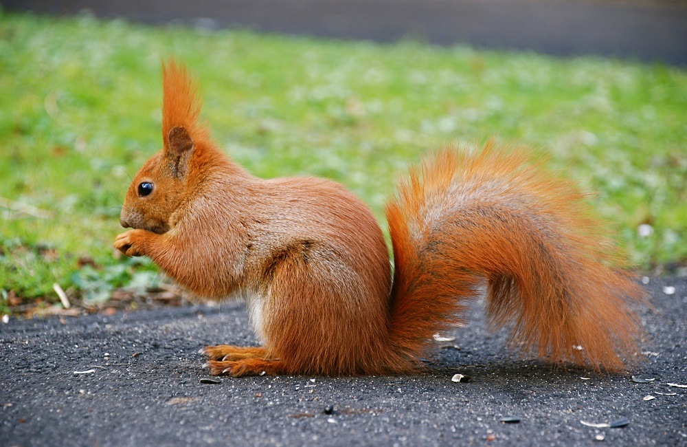 Why Do Squirrels Run In Front Of Cars