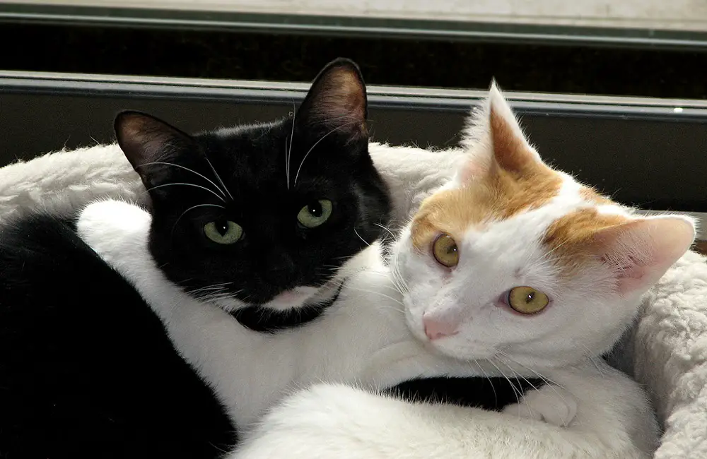 Do Cats Get Tired After Playing