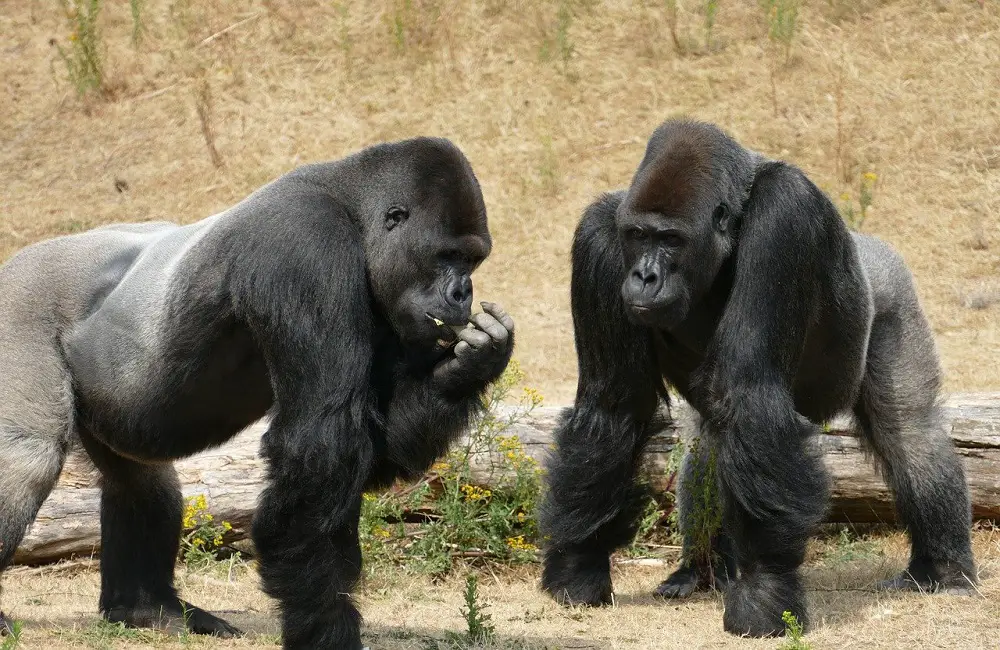 Can Gorillas Be Pets
