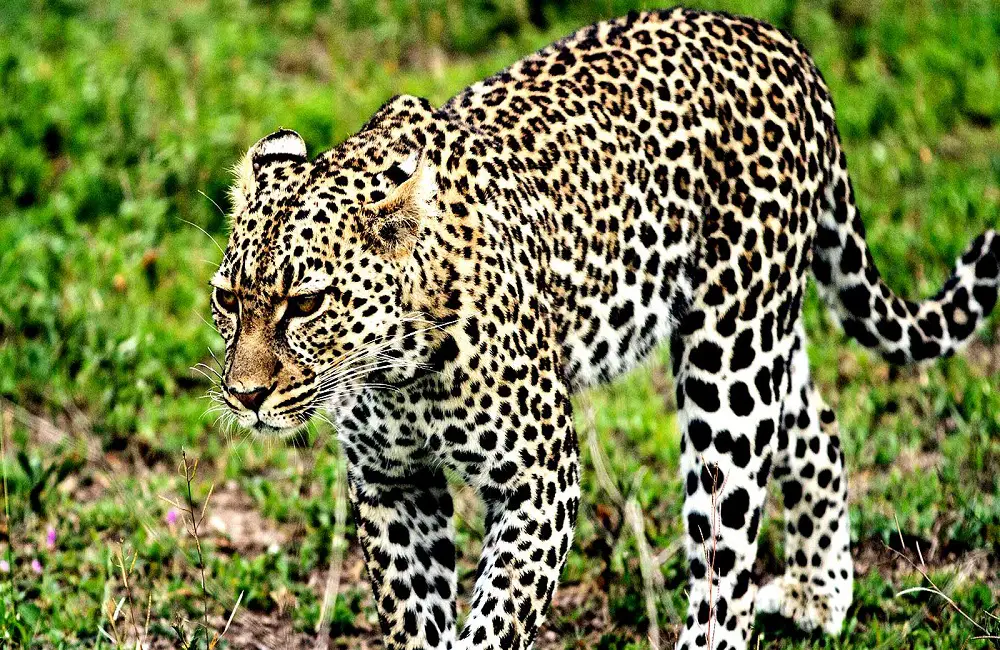 Can Leopards Be Pets