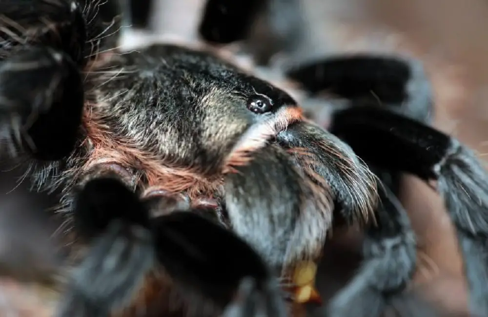 Do Cats Eat Spiders