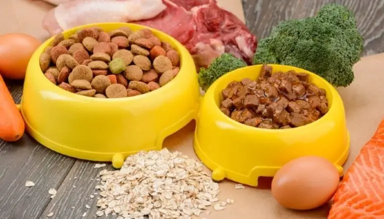 Best Dry Dog Food for Great Danes