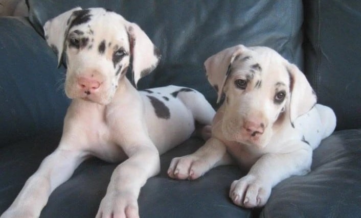 5 Steps About Caring For A Great Dane Puppy