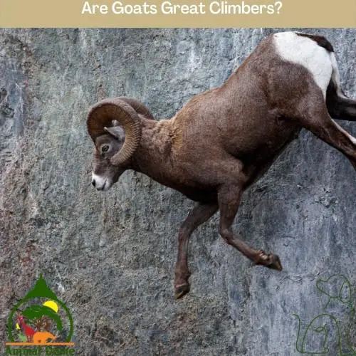 Are Goats Great Climbers?