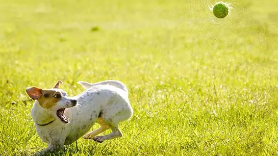 Step 3: Enhance your Great Dane Puppy Life