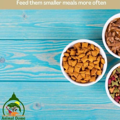 Feed them smaller meals more often