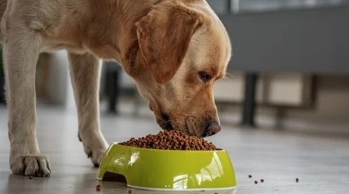 Step 1: Feeding The Proper Nutrition