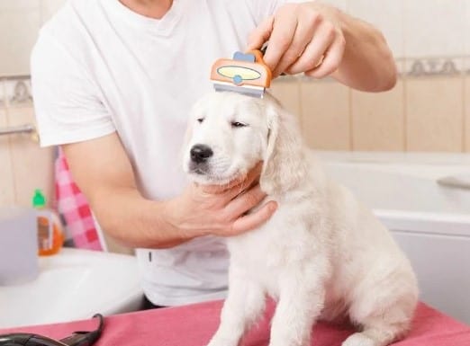 Step 2: Grooming your Great Dane puppy