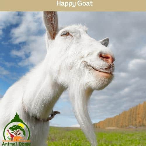 Happy Goat