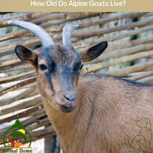 How Old Do Alpine Goats Live?