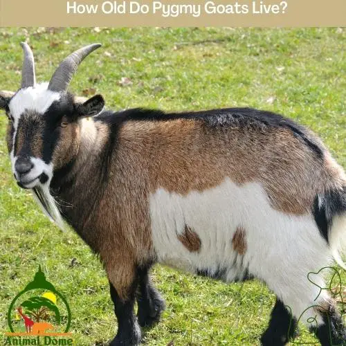 How Old Do Pygmy Goats Live?