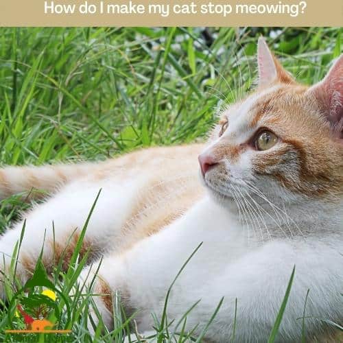 How do I make my cat stop meowing?