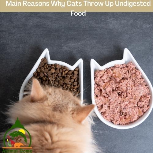 Main Reasons Why Cats Throw Up Undigested Food