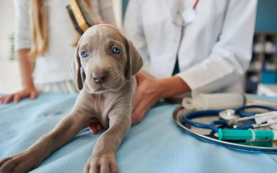 Step 4: Veterinary Care