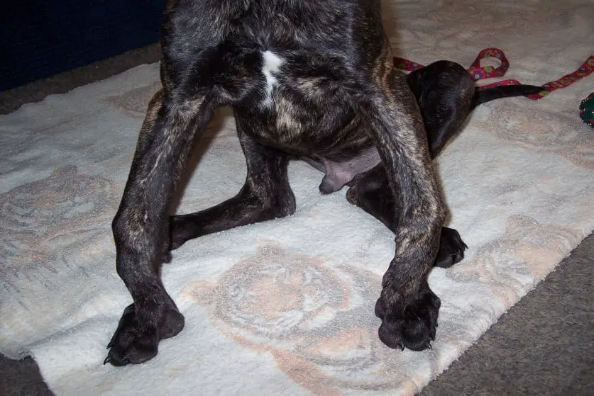 What Does knuckling in Great Dane Puppies look like