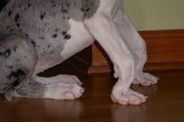 Great Dane puppy legs showing knuckling