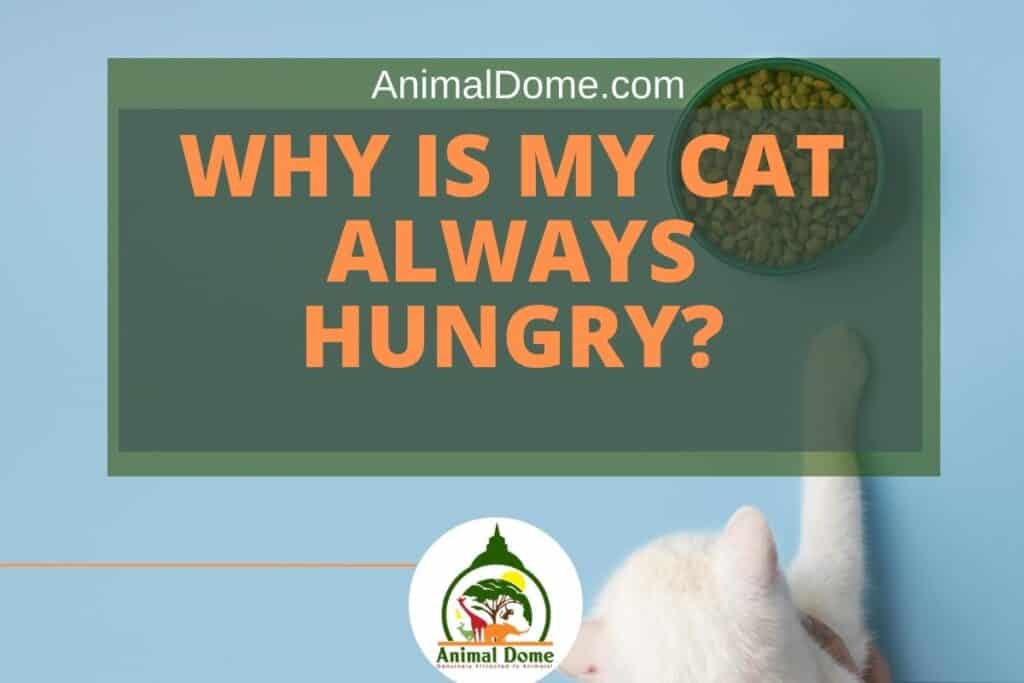 Why Is My Cat Always Hungry?
