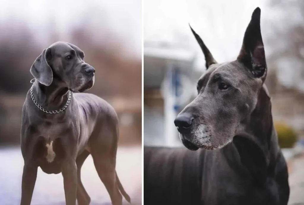 EUROPEAN AND AMERICAN GREAT DANE