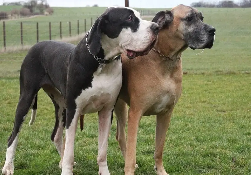  Variations of European and American Great Dane