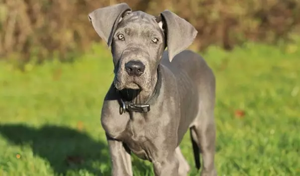  How to Stop Shedding Great Dane Skin