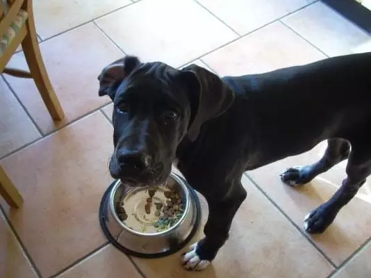 What Type of Food Should I Feed my Great Dane while Training