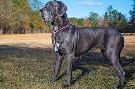 When do Great Danes Stop Growing -min