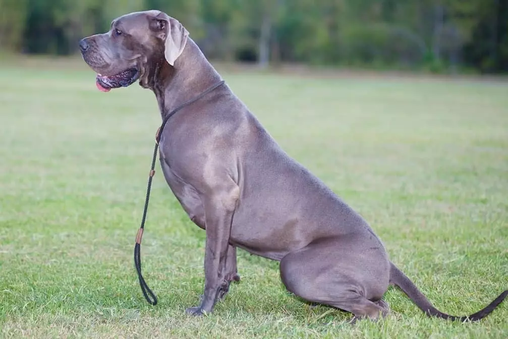 A Few Reasons of Great Danes Leaning