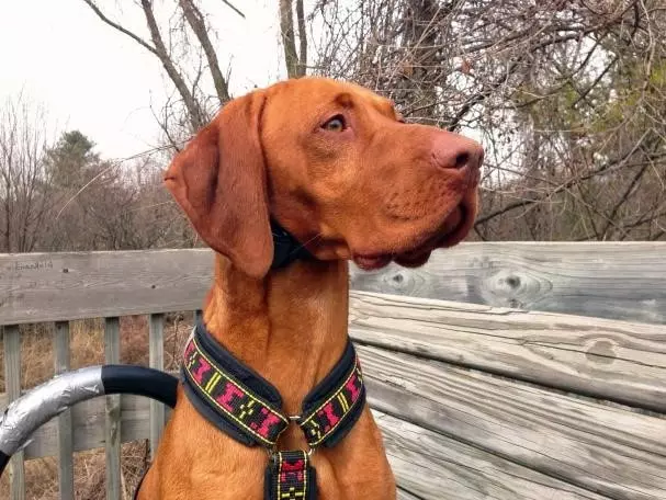 Advantages and Disadvantages of E-collar