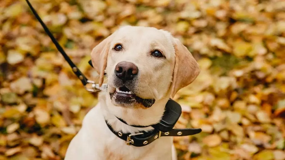Advantages and Disadvantages of Shock Collar