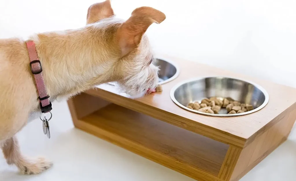 Advantages of Elevated Dog Bowls