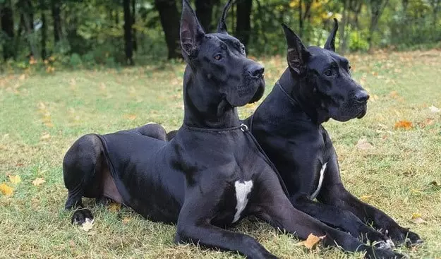 Great Danes Guard Dog Tips