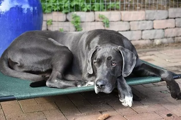 Reasons For Great Danes Shedding