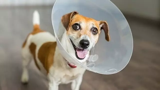 What is an E-collar