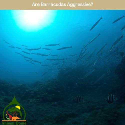 Are Barracudas Aggressive?