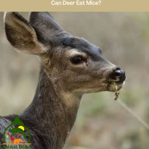 Can Deer Eat Mice?