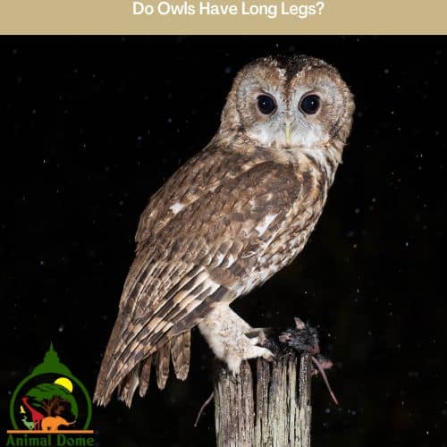 Do Owls Have Long Legs?