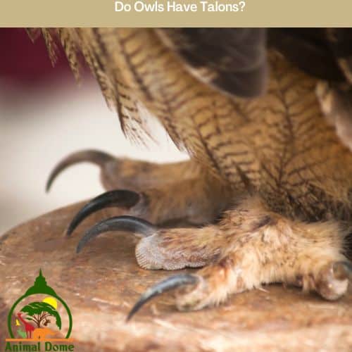 Do Owls Have Talons?