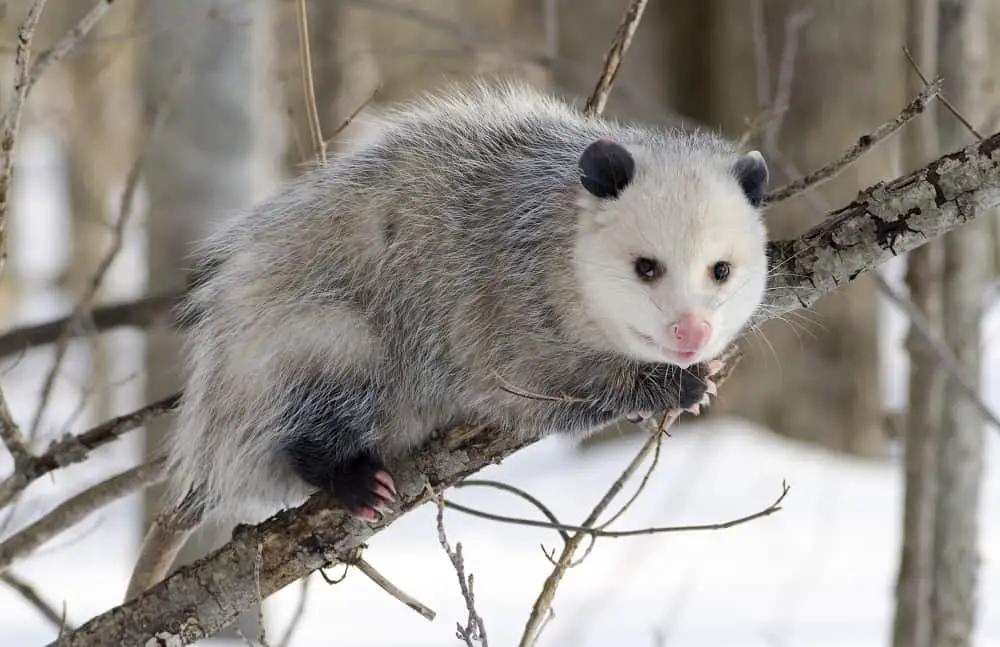 How High Can A Possum Jump