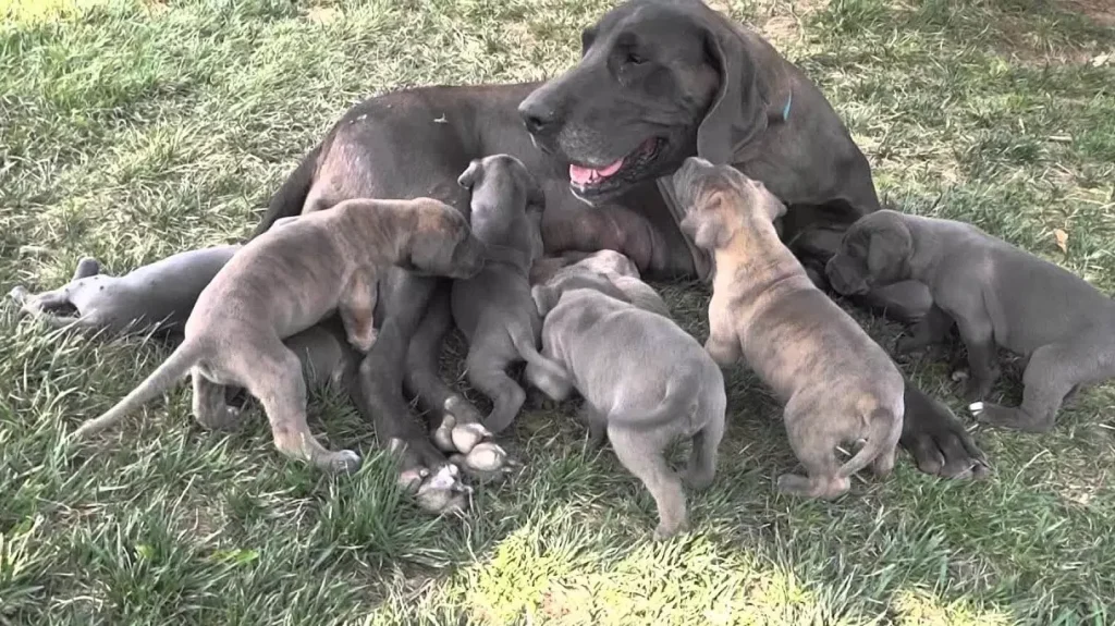Feeding a Great Dane Puppy