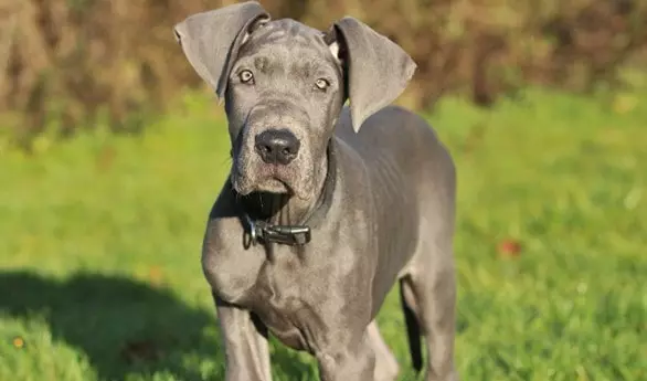 Feeding an Adult Great Dane