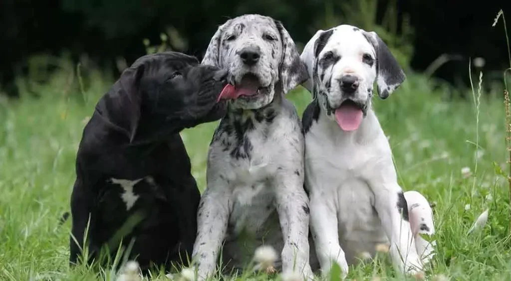 Why my Great Dane is too Short