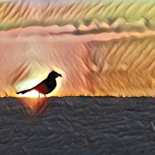 Birds Are Early Risers
