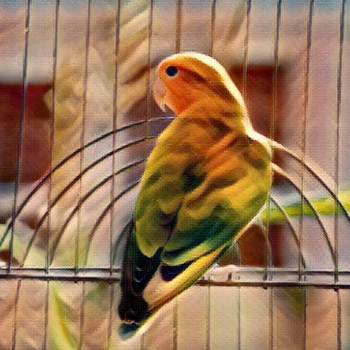 Birds Can Be Costly