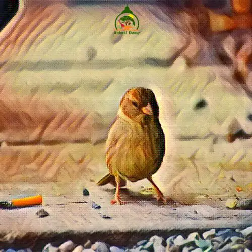 Birds Hate Smoke