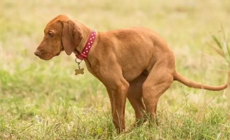 What To Do That Makes My Dog Poop