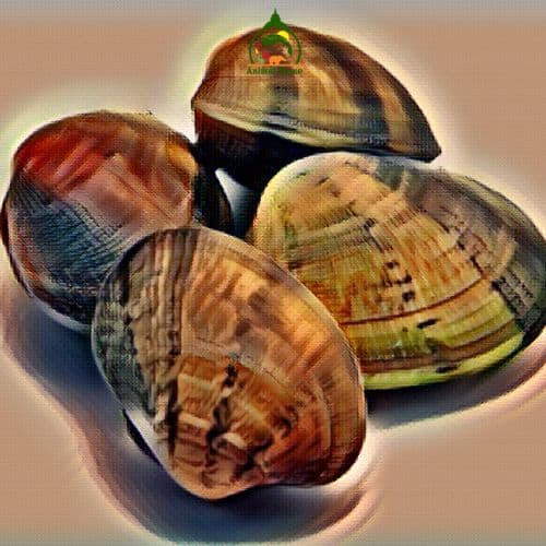 clams have blue blood