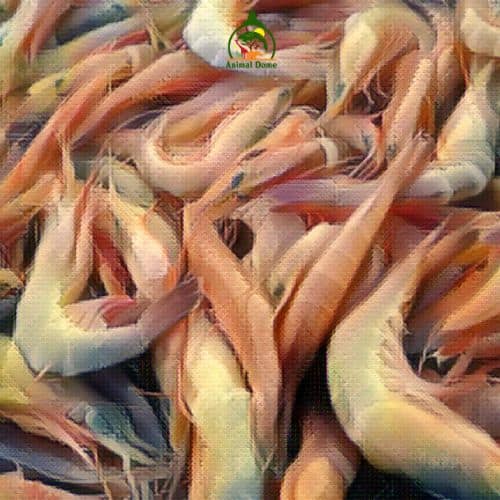 shrimp have blue blood